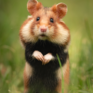 Wildlife Calender 2026