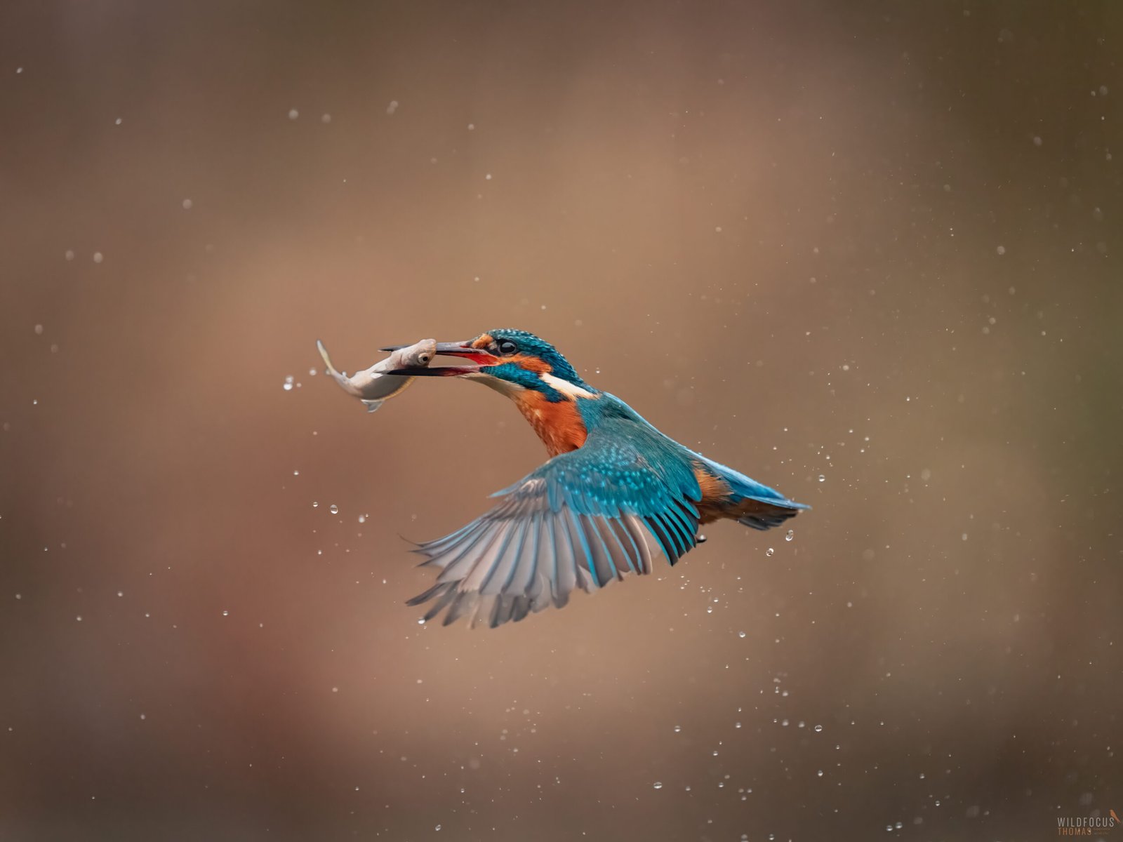 Kingfisher with prey