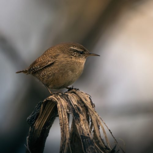 Eurasian wren