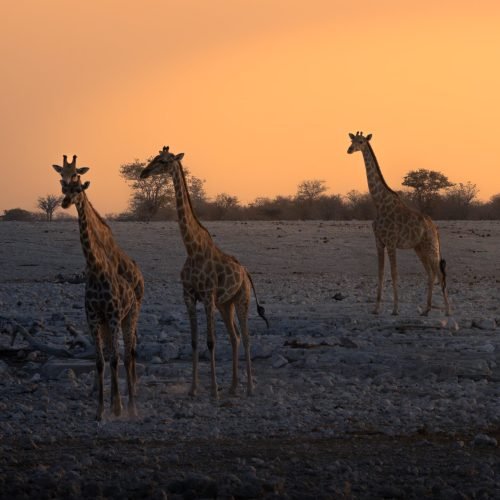 Giraffe_sundown