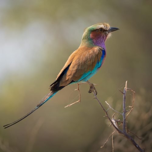 Lilac_breated-roller