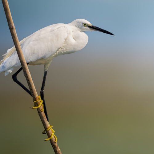 Little egret - Q