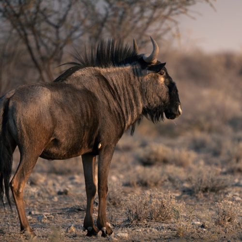 Wildebeest2