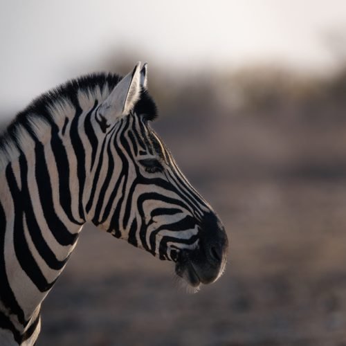 Zebra2