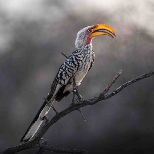 hornbill